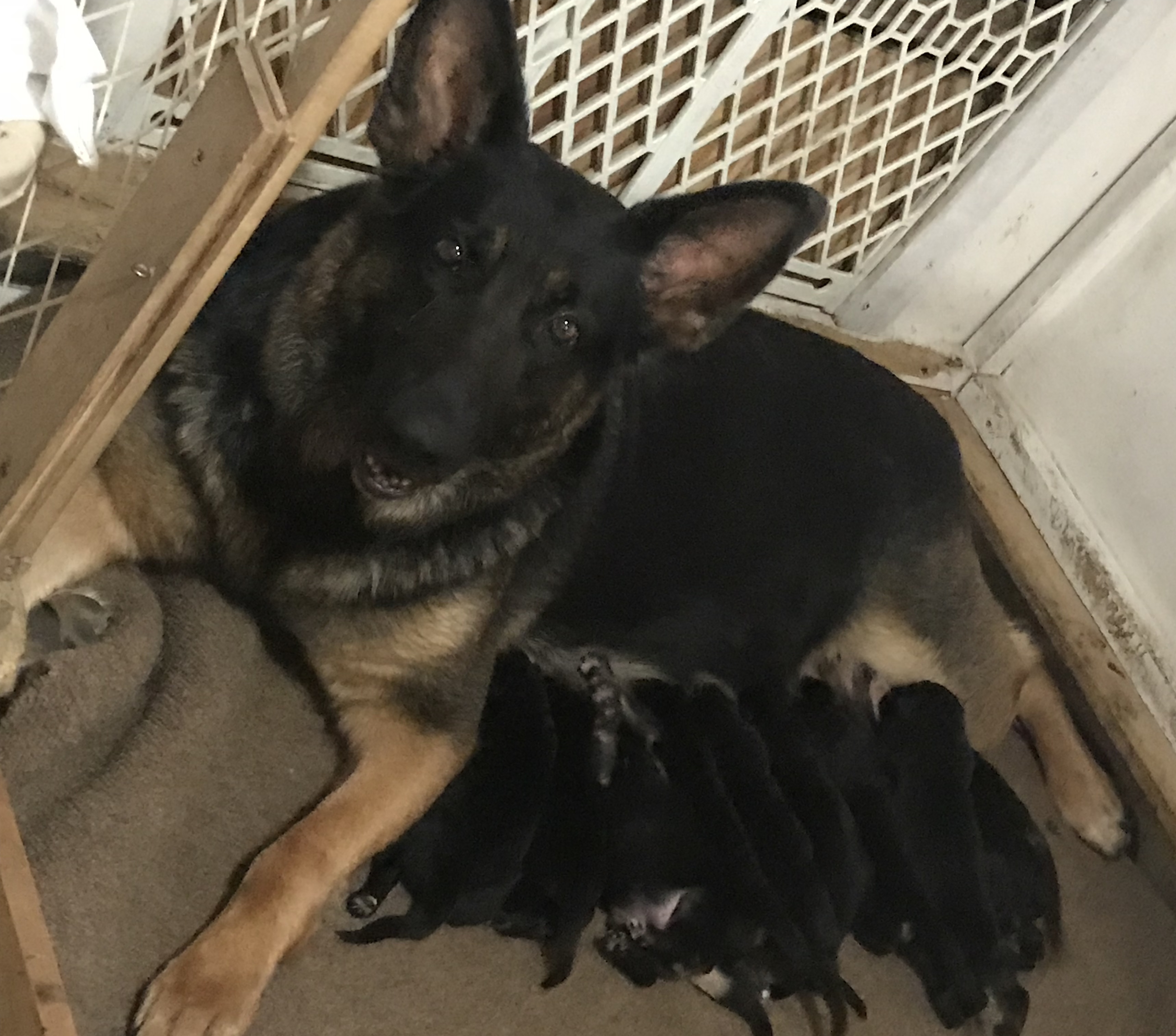 Molly & Pups 2018