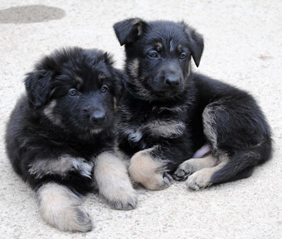 puppies